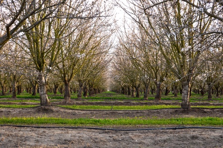 Almond Treesの写真素材
