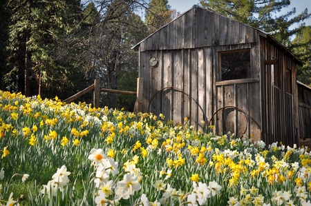 Cabin at Daffodil Hill Tourist Attraction California in Springの写真素材