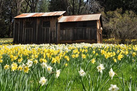 Cabin at Daffodil Hillの写真素材