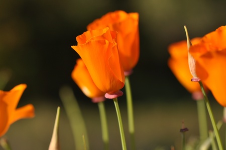 California Poppyの写真素材
