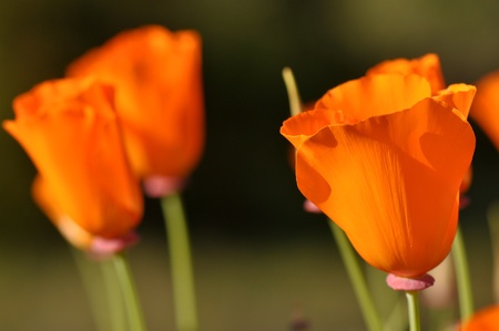California Poppyの写真素材
