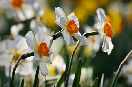 White Daffodilsの写真素材