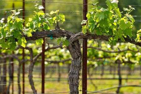 Napa Grape Vineyard in Springの写真素材