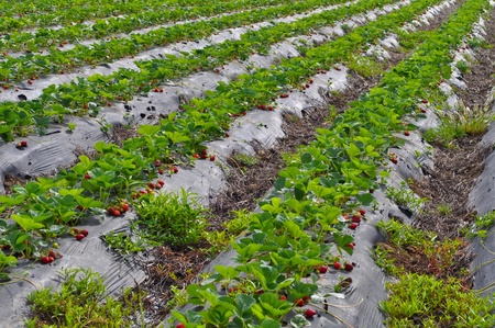 Strawberry Fieldの写真素材
