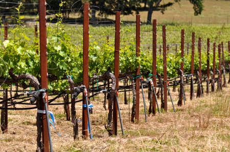 Wine Vineyard in the Summerの写真素材