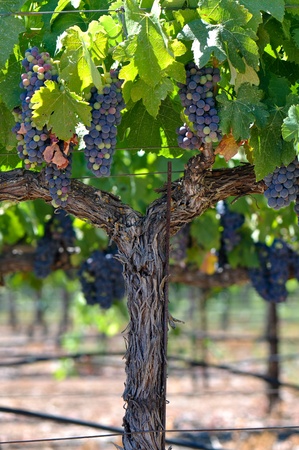Red Grapesの写真素材