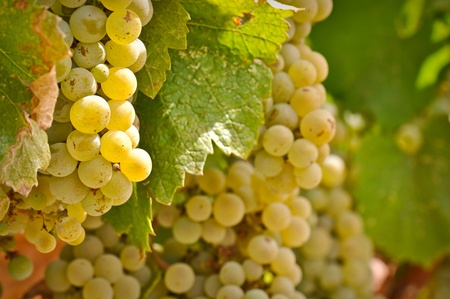 Chardonnay Grapes Close Upの写真素材
