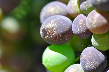 Grapes on the Vine Close Upの写真素材