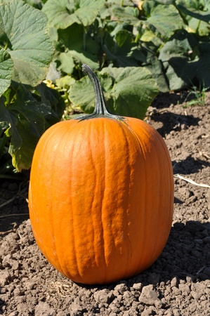 Large Pumpkinの写真素材