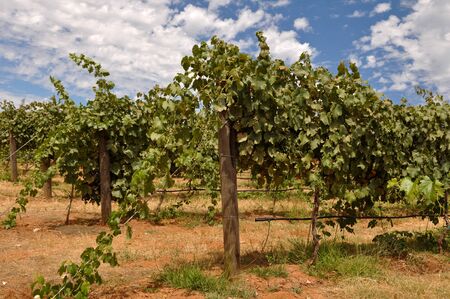Vineyard in California with Blue Sky and Grapes on the Vineの写真素材