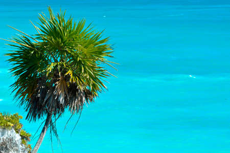 Palm Tree with Ocean Backgroundの写真素材