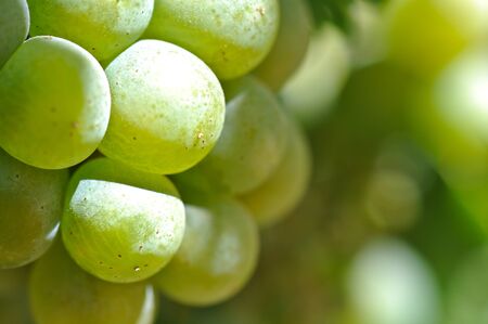 Green Grapes Close Upの写真素材