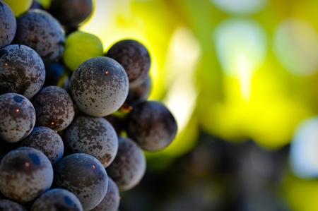 Red Grapes Close Upの写真素材