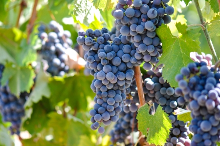 Grapes on the Vineの写真素材
