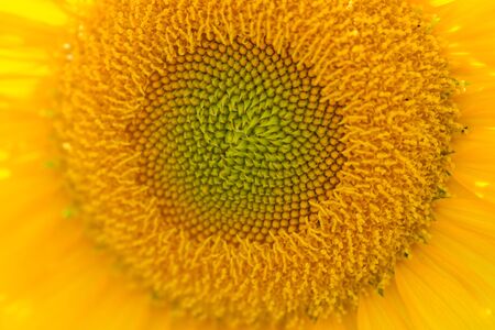 Sunflower Close Upの写真素材