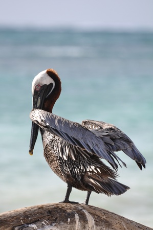 Pelican on a Branchの写真素材