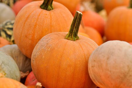 Pumpkins for Saleの写真素材