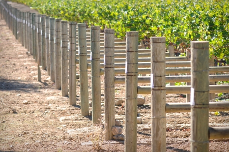Rows of Grapes on the Vineの写真素材