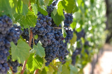red grapes on the vineの写真素材