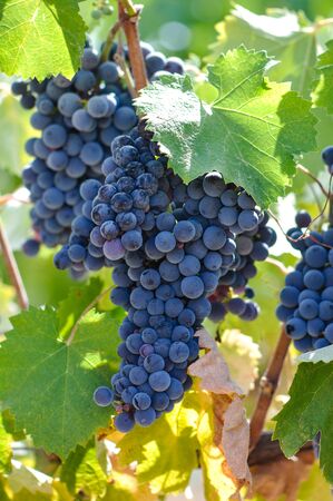 Red Grapes on the Vineの写真素材