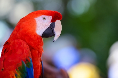 Red Parrotの写真素材
