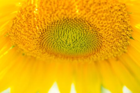 Sunflower Close Upの写真素材