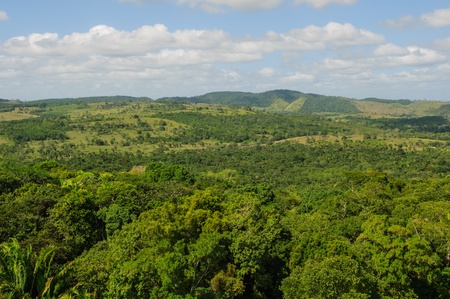 Tropical Rainforestの写真素材