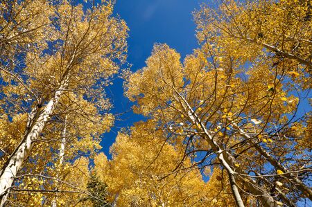 Aspen Treesの写真素材