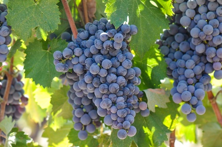 Red Grapes on the Vineの写真素材