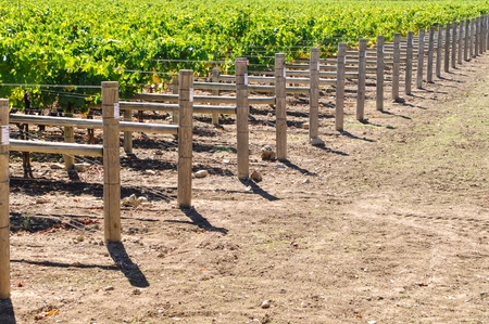 Wine Vineyardの写真素材