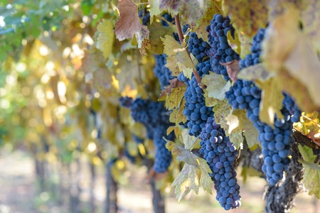 Grapes on the Vineの写真素材