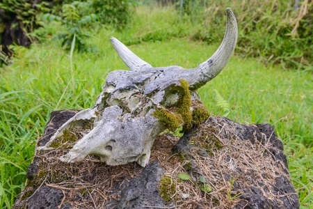 Cow Skull on a Rockの写真素材