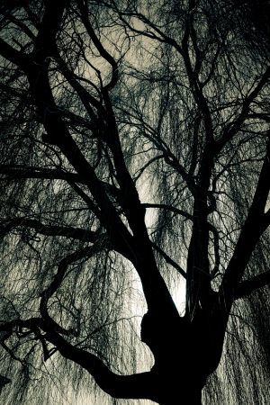 Scary Weeping Willow Treeの写真素材