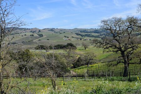 Wine Vineyard in Napa Valley California on a blue sky dayの写真素材