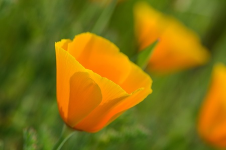 California Orange Poppy Macro Close Upの写真素材