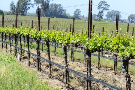 Napa Valley  California Vineyard in Springの写真素材