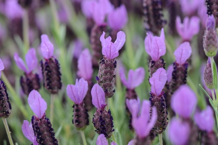 Purple Spanish Lavender Flowerの写真素材