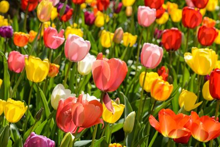 Tulip Gardenの写真素材