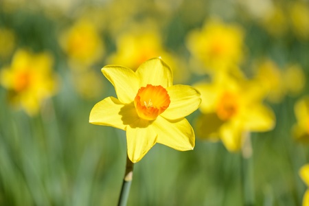 Daffodil close upの写真素材
