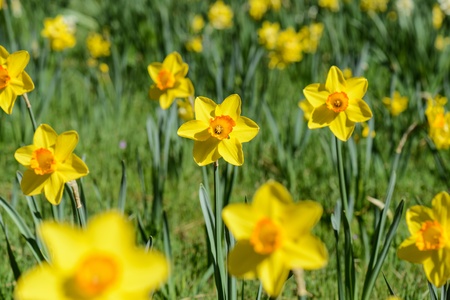 Daffodils