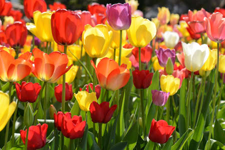 Tulips in the Gardenの写真素材