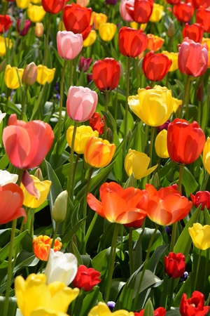 Tulips in the Gardenの写真素材