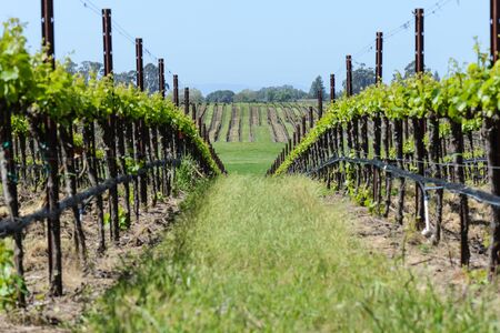 Vineyard in Springの写真素材