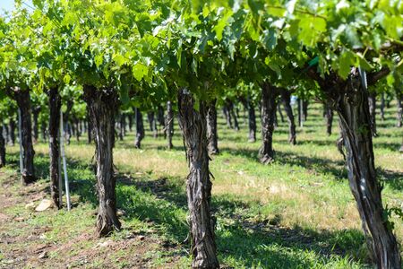 Grape Vines in a Rowの写真素材