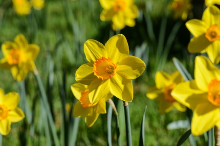 Yellow Daffodilsの写真素材