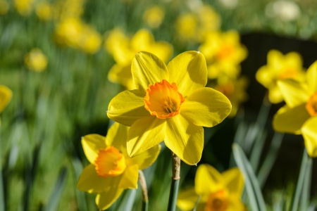 Yellow Daffodilの写真素材