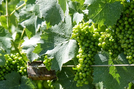 Green Grapes on the Vineの写真素材