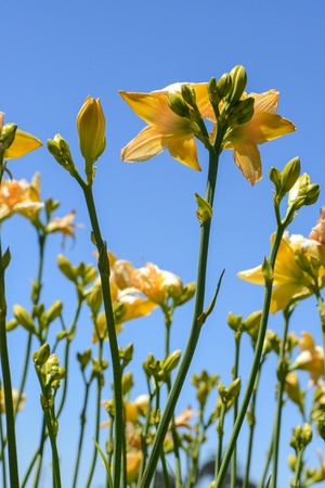 Yellow Lily with Blue Sky Backgroundの写真素材