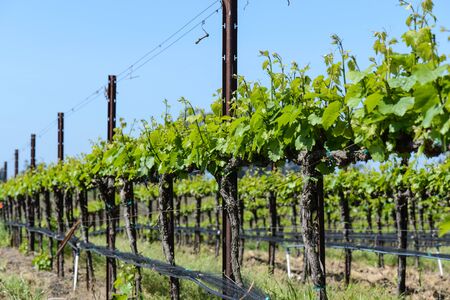 Grapevines in Springの写真素材