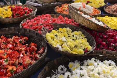 Mums and Roses for Sales in Indian Marketの写真素材